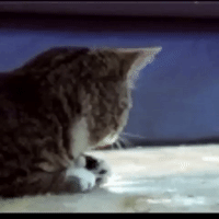 cat app GIF by The Videobook