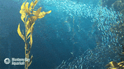 school of fish GIF by Monterey Bay Aquarium