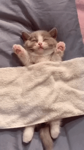 justviralnet cute animal aww just viral GIF