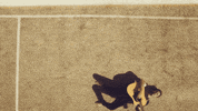 sub pop tennis GIF by Sub Pop Records