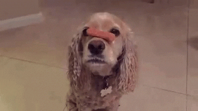Cocker Spaniel GIF by Rebekah's Test Channel