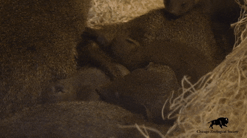 Family Love GIF by Brookfield Zoo
