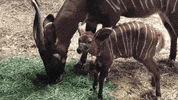 cincinnatizoo animals me talk zoo GIF