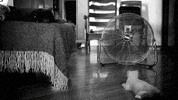 Cat Toy Cats GIF by erica shires