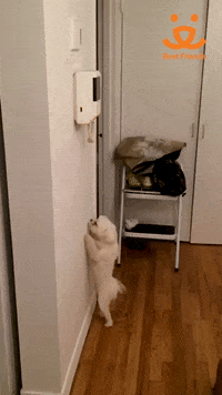 Best Friends GIF by Best Friends Animal Society