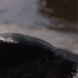 Im Out See Ya GIF by Valley Zoo Development Society