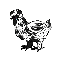 Chickens Silkies Sticker