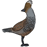 Birds Vogel Sticker