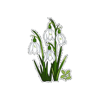 Eisteddfod Snowdrops Sticker by National Trust Cymru
