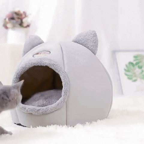 Pawzcomfort giphyupload GIF