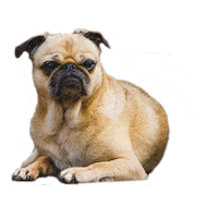 Dog Seriously Sticker by Awesome Pawsome Treats