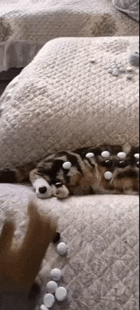 cuteanimalland giphyupload GIF