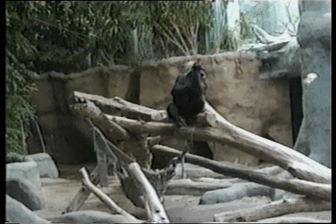 go away finger GIF by AFV Pets