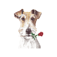 Wire Fox Terrier Rose Sticker