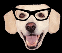 Glasses GIF by Brodifur