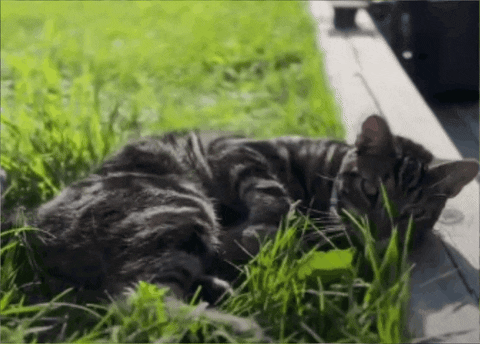 GIF by The Dodo