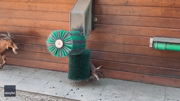 Adorable Goats Scratch an Itch at Frankfurt Zoo