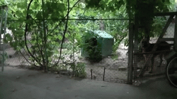 dog work GIF by Cheezburger