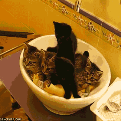 kitten looking up GIF by Cheezburger