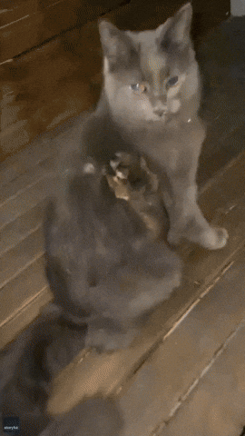 Baby Possum Clings to New Feline Friend