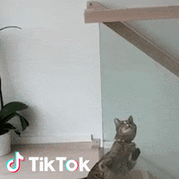 Commedia GIF by TikTok Italia