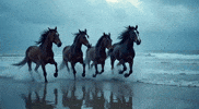 Wild Horses Running GIF