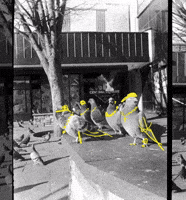 Film Photography GIF by Jabari Brown