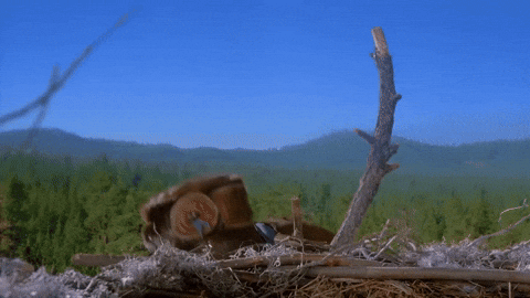 BabyFarkMcGeeZax giphyupload egg collection eagle GIF