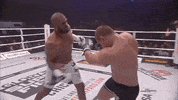 Fight Knockout GIF by GLORY Kickboxing