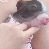Potbellied Pig Reacts to Getting Belly Touched