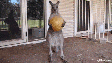 game over animals being jerks GIF