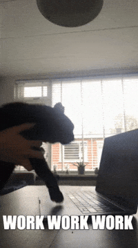 Cat Workaholics GIF by Pienter Online Marketing