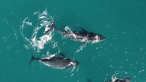 honeycombhippie giphyupload whale humpback whale GIF