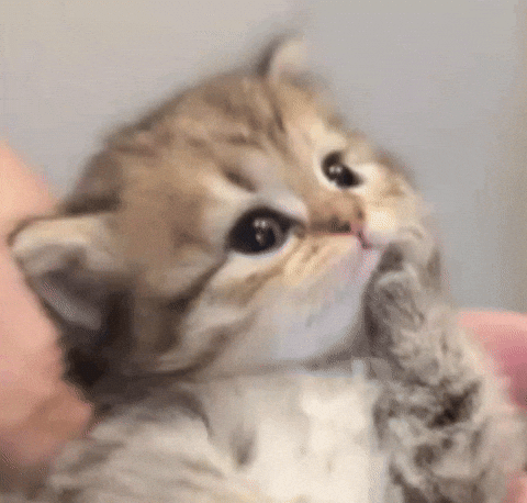 Cute Girl GIF by Bashar