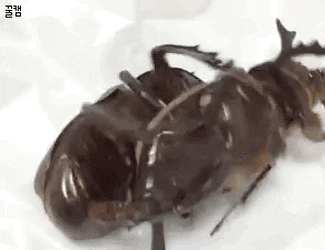 sophiasonge92b giphyupload GIF