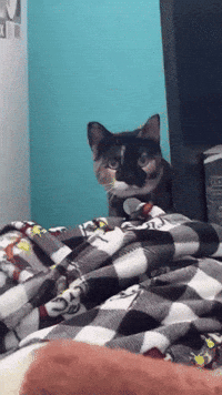 run jump attack assault puddles the cat GIF