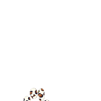 Family Paws Sticker by Mèzamé Paris