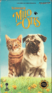 Animation Domination Vintage GIF by gifnews