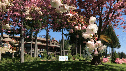 Cherry Blossoms Spring GIF by Crown Isle
