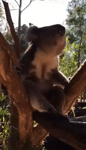 Tony the Koala Lets the Ladies Know Where He Is