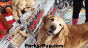 parkerpup dog puppy ikea golden retriever GIF