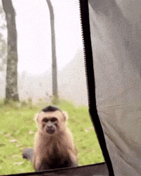 Nyc Lol GIF by Dobbi Apparel