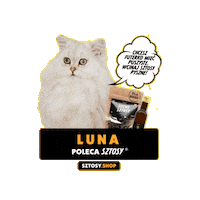 Dried Meat Cat Sticker by Sztosy.co