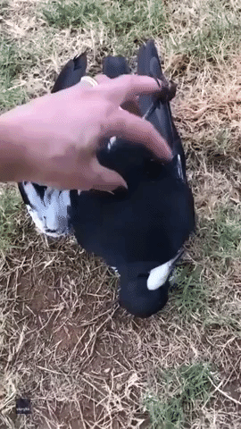 Taking a Break from 'Stirring the Dog Up,' Pet Magpie Enjoys a Belly Rub
