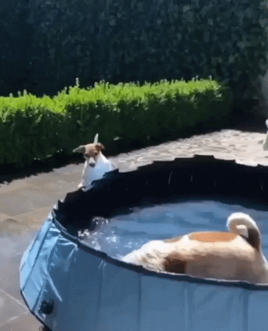 cuteanimalland giphyupload GIF