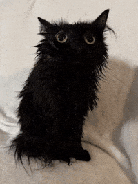 Wet Cat GIF