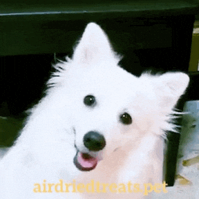 airdriedtreats giphyupload cute dog what are you doing head tilt GIF