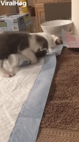 Tiny Kitten Is Frantic At Feeding Time GIF by ViralHog