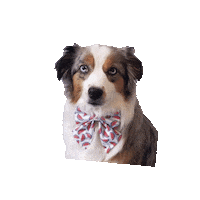 Australian Shepherd Dog Sticker by PawTies