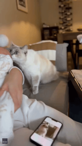 Cat Warmly Welcomes Newborn Baby by Caressing Her Head